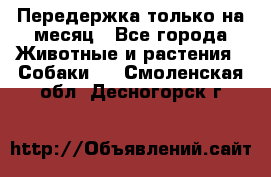 Передержка только на месяц - Все города Животные и растения » Собаки   . Смоленская обл.,Десногорск г.